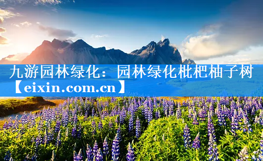園林綠化枇杷柚子樹(shù)