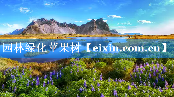 園林綠化蘋果樹