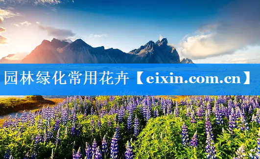 園林綠化常用花卉