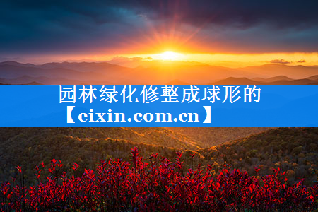 園林綠化修整成球形的