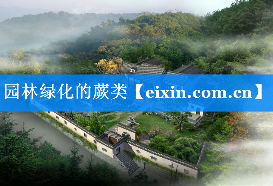 園林綠化的蕨類