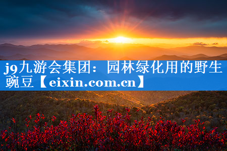 園林綠化用的野生豌豆