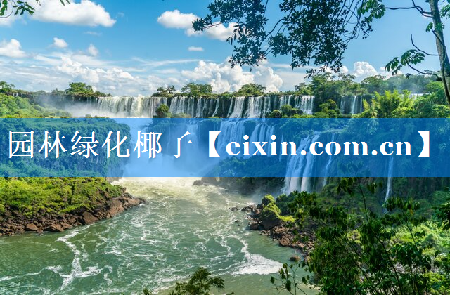 園林綠化椰子