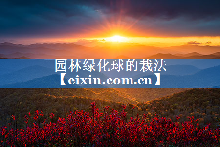 園林綠化球的栽法