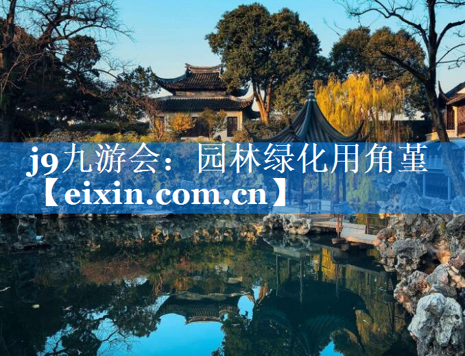 園林綠化用角堇