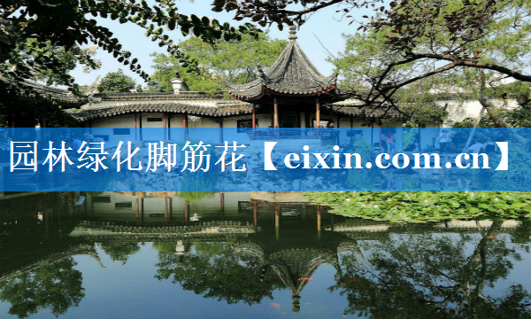 園林綠化腳筋花