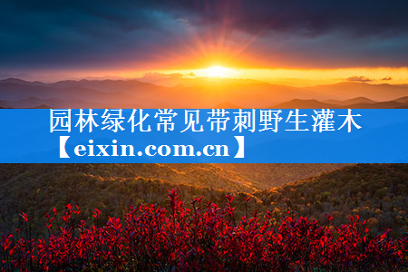 園林綠化常見帶刺野生灌木