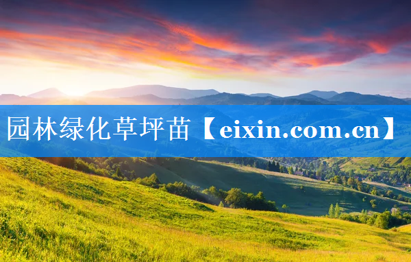園林綠化草坪苗
