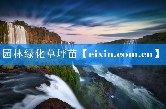 園林綠化草坪苗