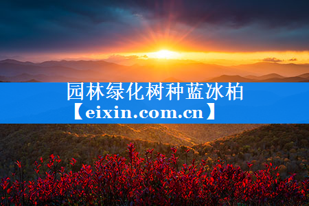 園林綠化樹種藍(lán)冰柏