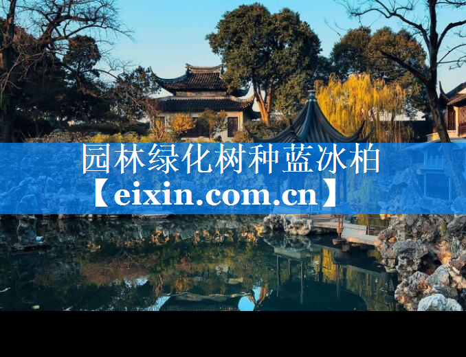 園林綠化樹種藍(lán)冰柏