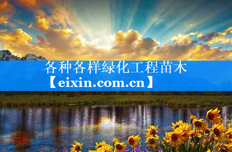 各種各樣綠化工程苗木
