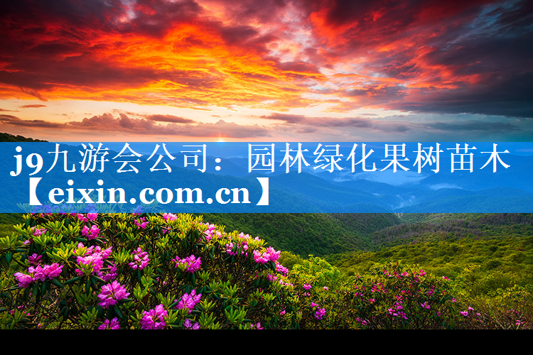 園林綠化果樹苗木