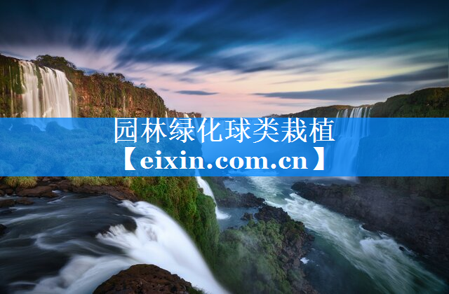 園林綠化球類栽植