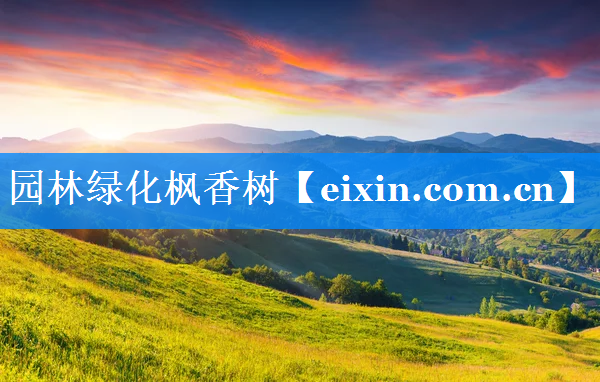 園林綠化楓香樹